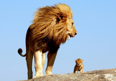 lion-king-a-true-story01.jpg