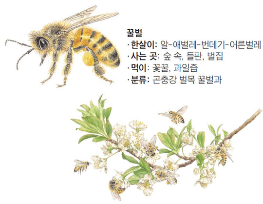 꿀벌.